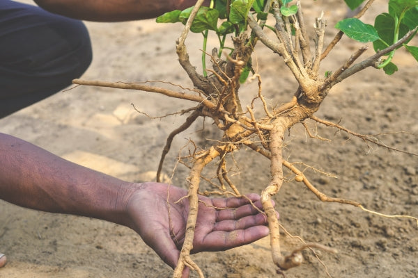 Ashwagandha benefits: "The King of Adaptogens"
