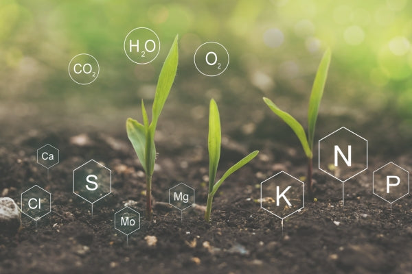 Nutrients: Everything you need to know